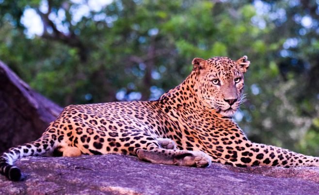 Sri Holiday Tours News